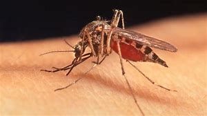 Florida health officials are warning of an uptick in a mosquito-borne virus