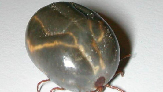 New invasive tick species found in Pennsylvania