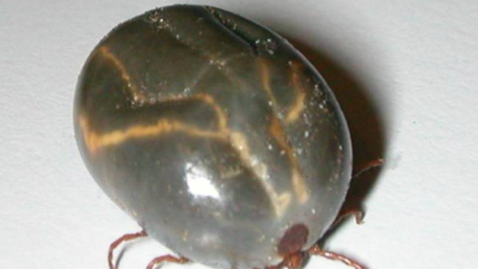 New invasive tick species found in Pennsylvania