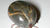 New invasive tick species found in Pennsylvania