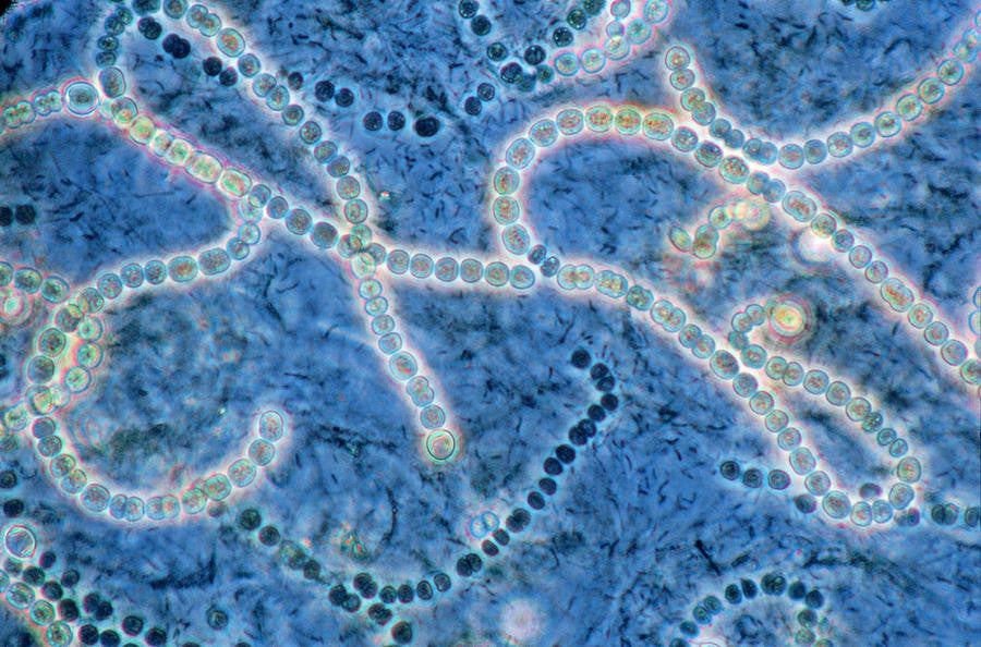 Natural Retinol Alternative Blue Green Algae