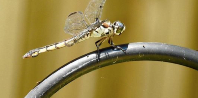 Mosquito-Eating Dragonflies
