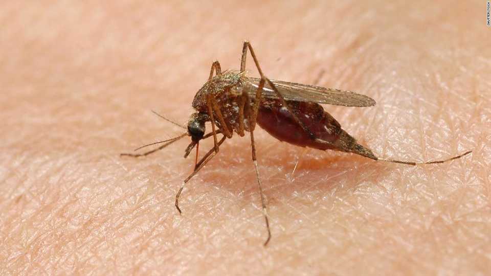 Potentially deadly mosquitoes found in New Jersey