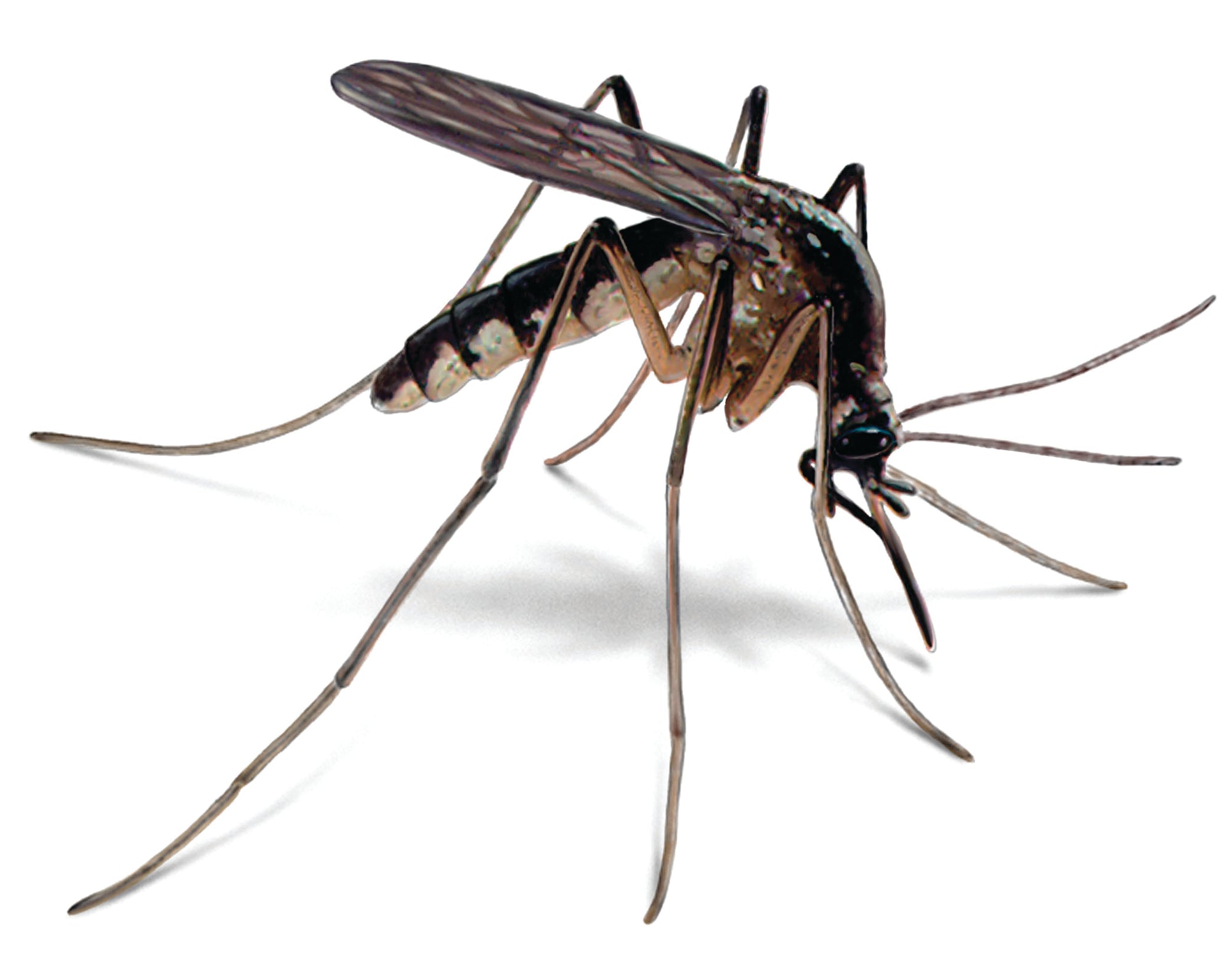 20 Genius Tricks to Avoid Getting Bitten by Mosquitos