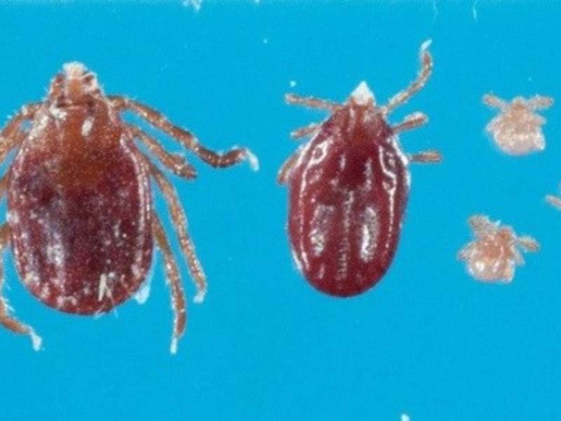 A new tick species gorges on so much blood it kills itself, and lays up to 2,000 eggs
