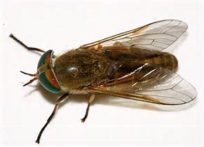 All About Those Pesky Green Flies