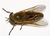 All About Those Pesky Green Flies